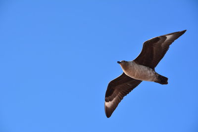 Low angle view of bird flying against clear blue sky