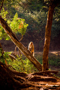 Monkey in a forest