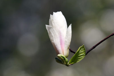 Close-up of flower blooming outdoors