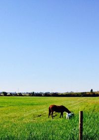 Horses grazing on grassy field