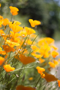 Close-up of yellow marigold blooming outdoors