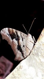 Close-up of insect