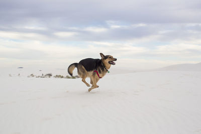 Full length of dog running against cloudy sky at white sands national monument