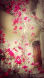 Low angle view of flowers