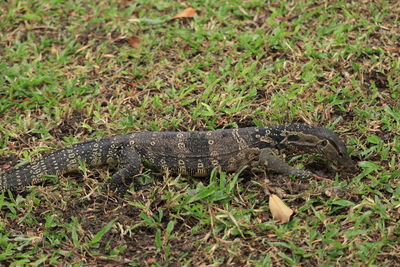 View of a lizard on ground