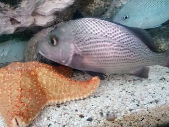Close-up of fish