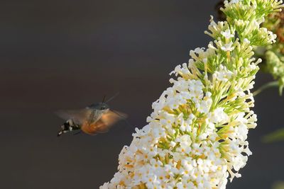 Close-up of insect on flower