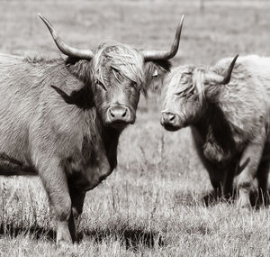 Cows in a field