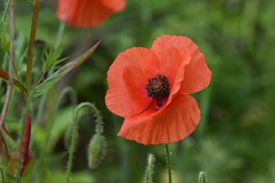 Close-up of red poppy flower