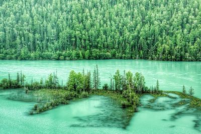 Scenic view of lake in forest