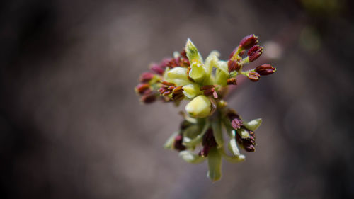 Close-up of red flowering plant