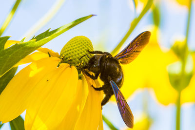 Close-up of insect pollinating yellow flower