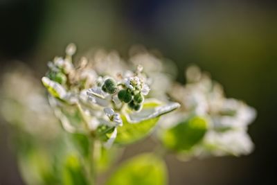 Close-up of flowering plant