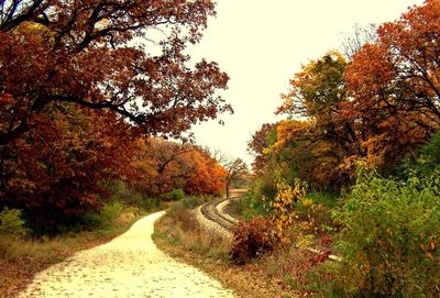 Road passing through forest