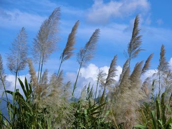 Low angle view of stalks against blue sky