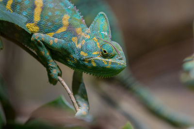 Close-up of chameleon on stem