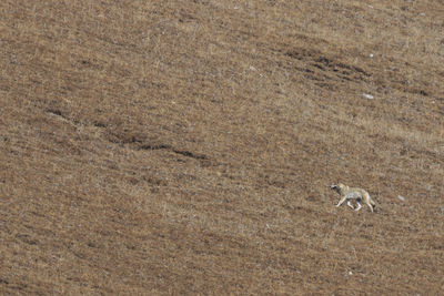 High angle view of wolf running on field