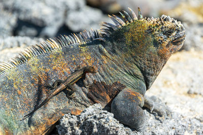 Close-up of lava lizard on marine iguana