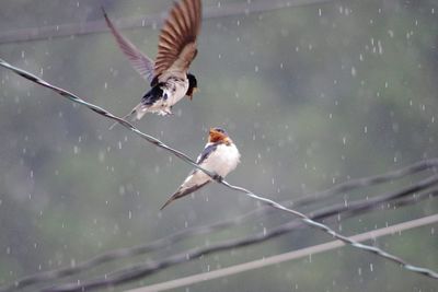 Birds over cable during rainy season