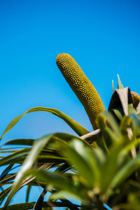 Low angle view of fresh cactus against clear blue sky