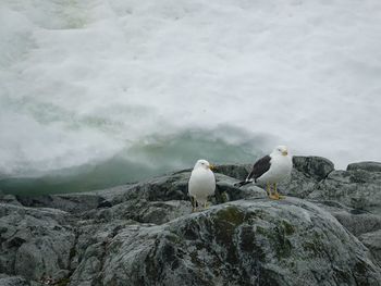Seagull perching on rock