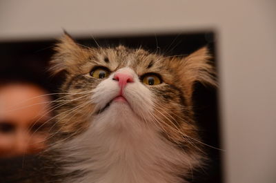 Close-up portrait of cat