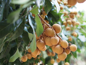 Low angle view of fruits growing on tree