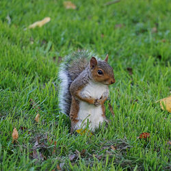 Squirrel on a field