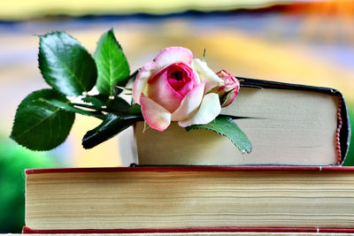 Close-up of rose on table