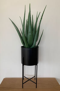 Close-up of potted plant on table at home