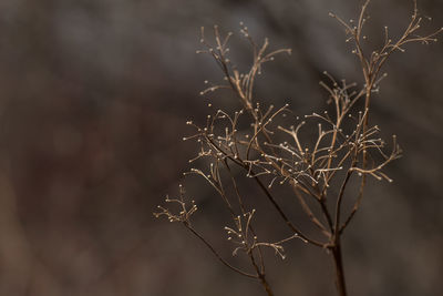 Close-up of bare branches