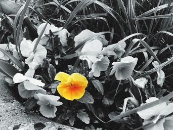 Close-up of snow covered plants