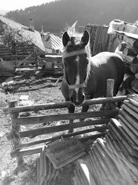 Portrait of horse in ranch