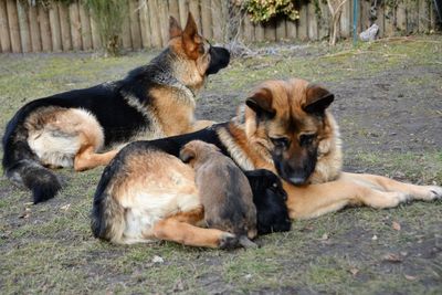 Close-up of dog lying on grass