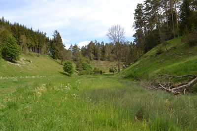 Trees on field against sky