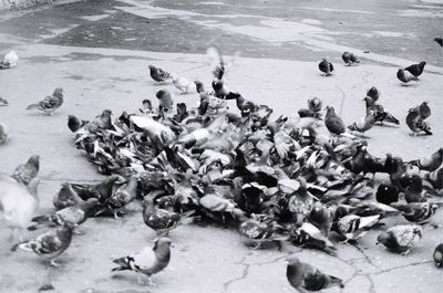 High angle view of birds on beach