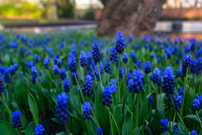 Many grape hyacinths in front of a tree