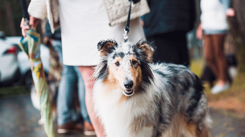 Portrait of dog standing outdoors