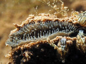 Close-up of coral in sea