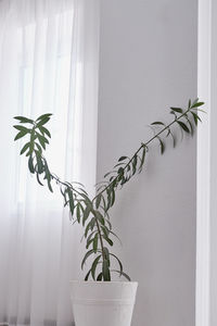 Close-up of potted plant against window at home