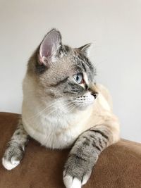 Close-up of a cat looking away