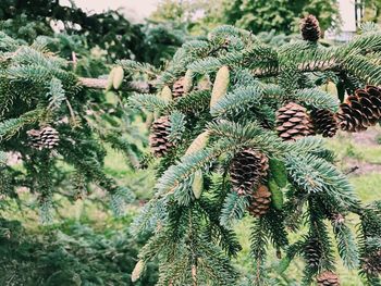 Close-up of pine tree branch