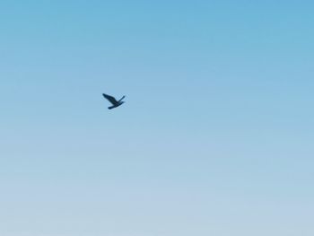 Low angle view of bird flying in sky