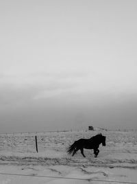 Side view of horse on snow covered field against sky