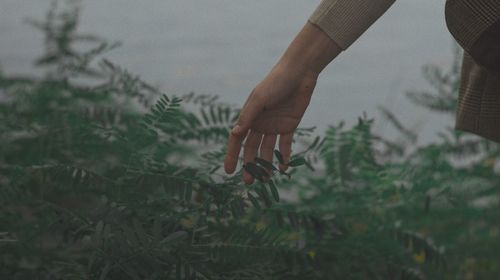 Cropped hand of woman touching plant