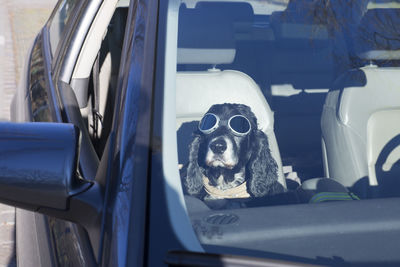 Dog with sunglasses in a car