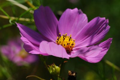 Close-up of purple flower