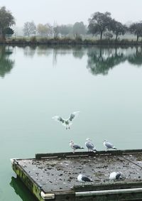 Seagulls on a lake