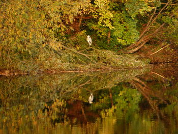 Reflection of trees in calm lake