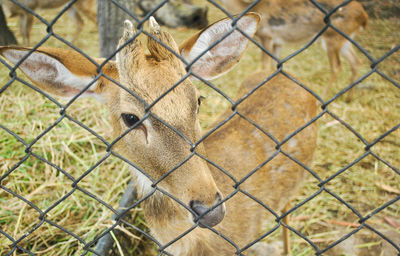 Close-up of chainlink fence in zoo